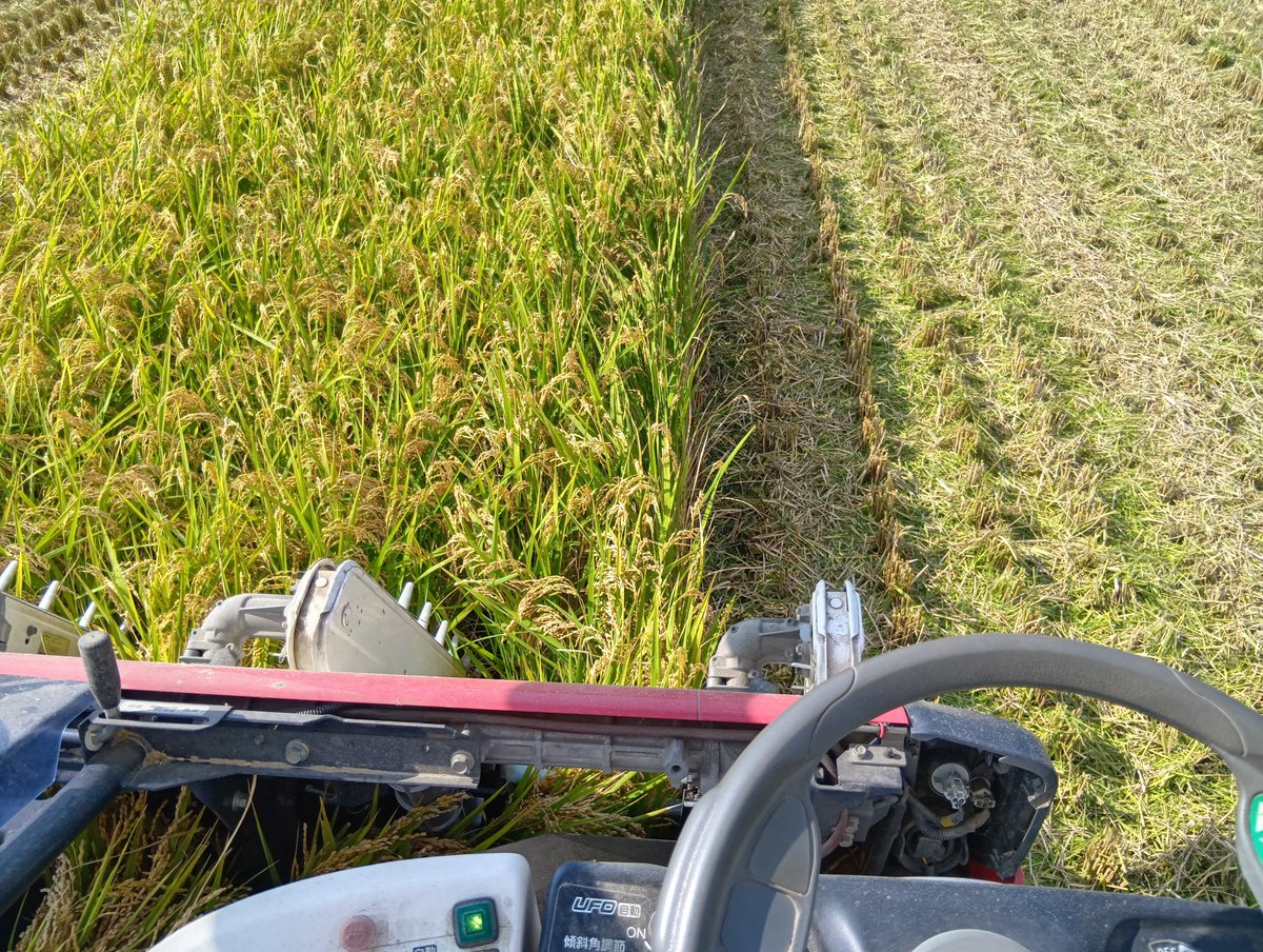 ray_cipher6891's tweet photo. 左の写真もあきたこまち。
1箱辺りおよそ500キロぐらい？ https://t.co/hJqSAAD1l3