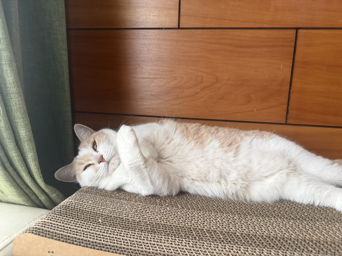 mochanekocat's tweet photo. エックスモカ https://t.co/Ha7w8FZxO7