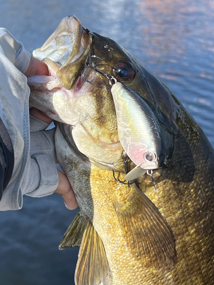 lure_research's tweet photo. When @siki7317R left Toronto in 2024 he gave me an O.S.P DAIBUZZN’ Heavy Hitter. 
After trying for 2 years I finally caught a fish on it. https://t.co/k3n79IB39T