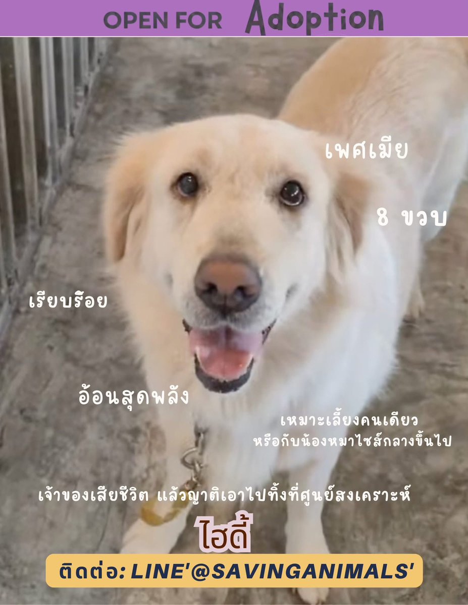 malimalineee's tweet photo. 3ชีวิตนี้ ถ้าในเดือนหน้ายังไม่มีใครได้บ้าน จะมี1ตัว ต้องย้ายไปอยู่บ้านพักพิงค่ะ คนรับเคสรับภาระไม่ไหวแล้วค่ะ

ทุกตัวติดต่อ Line '@savinganimals' 

1. เยอรมันเชพเพิร์ด น้องพอลลี่ อายุประมาณ 5-6ขวบ

 คุณหมอประเมินตามฟันนะคะ  ทำหมันแล้ว 

น้องโดนทิ้งอยู่ในพงหญ้าข้างทางที่ จว ชลบุรี โดยที่หมดเรี่ยวหมดแรง น้องนอนอยู่ในคู อยู่นิ่งๆหลายวัน จนสุดท้ายเราส่งรถไปรับน้องเข้ามารับการรักษาที่กทมค่ะ 

นิสัยคือ นิ่งมาก ไม่หือไม่อือ ติดพี่เลี้ยงบางคน ติดห้องนอนตัวเองมาก แต่ไม่สุงสิงกับใคร เวลาเพื่อนสุนัขบูลลี่เพื่อนสุนัขตัวอื่น พอลลี่จะเข้าไปห้าม รักความถูกต้อง

เหมาะกับบ้านที่ไม่คาดหวังอะไรกับน้องมาก น้องเลี้ยงง่ายค่ะ แค่มีที่อยู่ ที่นอน มีอาหารทาน ไม่โดนยุงกัด ก็โอเคแล้วค่ะ เพราะน้องเป็นน้องหมาเนิบๆ สุขภาพแข็งแรงดี อาจจะมีเรื่องผิวหนังที่ไม่ได้เป็นโรค แต่ต้องรักษาความสะอาดตามสายพันธุ์ค่ะ

2. วัฟเฟิล ลูกครึ่งปอม สปิทซ์แท้ๆ อายุ2ขวบ เพศผู้ ทำหมันแล้ว

น้องคนนี้พ่อแม่เลิกกัน แล้วเอาวัฟเฟิลกับน้องไปทิ้งวัด วัฟเฟิลหนีออกถนนไปโดนรถชน แต่โชคดีที่ไม่เป็นอะไรมาก

ตอนนี้ก็ยังรอบ้านค่ะ นิสัยน่ารัก สนิทแล้วอ้อน น้องตัวเปรอะๆ เตี้ยๆตันๆ ขนแน่น ยังรอความรักอยู่นะคะ ที่ผ่านมา ไม่ได้รับความรักจากพ่อแม่เลยค่ะ 

พอลลี่กับวัฟเฟิล อยู่ที่ [Dogplayground บาร์ฟ สระว่ายน้ำ รับฝากเลี้ยง ฝึกสุนัข พระราม 2](https://t.co/34MbHwcdaw) 

3. ไฮดี้ โกลเด้นรีทรีฟเวอร์  อายุ 8ปี เพศเมีย ทำหมันแล้ว

นี่คือที่สุดแห่งความชีวิตอดสู

-เจ้าของ1 เสียshewit

-เจ้าของ2 ป่วยติดเตียง

-ญาติเลยเอาไปส่งบ้านพักพิง พร้อมพ่อแม่น้องของไฮดี้ รวม4ตัว

-ไฮดี้ป่วยหนักที่บ้านพักพิง มดลูกแตก เลยได้ออกมาก่อนตัวแรก เพราะตอนนั้นใกล้จะตุ๊บแล้ว จากนั้นก็ได้บ้านไป

-เจ้าของ3 เลี้ยงน้องไป1ปี แต่สุดท้ายชีวิตก็พลิกผัน มีเหตุให้ต้องเอามาหาบ้านใหม่ 

-กลับมาหาบ้านใหม่ได้อีก5เดือน

-ไปได้บ้านเจ้าของ 4 แต่เกิดอุบัติเหตุไปกัดน้องหมาเล็กของเจ้าของ4 เราเลยขอรับกลับมาหาบ้าน

-ไฮดี้เคยเข้าโรงเรียนไปเป็นเวลา3เดือนเต็ม เข้าสายจูงได้ดี ฟังคำสั่งได้ 

อยู่กับสุนัขไซส์กลางเป็นต้นไปได้ 

- ตอนนี้น้องกำลังเรียนหนังสือ ฝึกเข้าสังคมกับฝูงสุนัข ที่ [ฝึกสุนัข Kazuberian](https://t.co/7kuRrmCS3Q) ผลการเรียนคือท๊อปห้อง ปรับตัวได้ไว เรียนรู้ไว ทุกวันนี้มีน้องยอร์คเชีย อายุ8เดือนเป็นเพื่อนสนิท 

แต่น้องต้องการบ้านที่จะรักน้องได้ตลอดไป  โค้งสุดท้ายของไฮดี้ หมาแก่ๆตัวนึงที่อายุ8ปี ย้ายที่อยู่มา 6 ครั้งแล้ว ทั้งๆที่น้องนิสัยดีน่ารัก  ขอความรักให้น้องไฮดี้ในช่วงโค้งสุดท้ายนี้ได้ไหมคะ