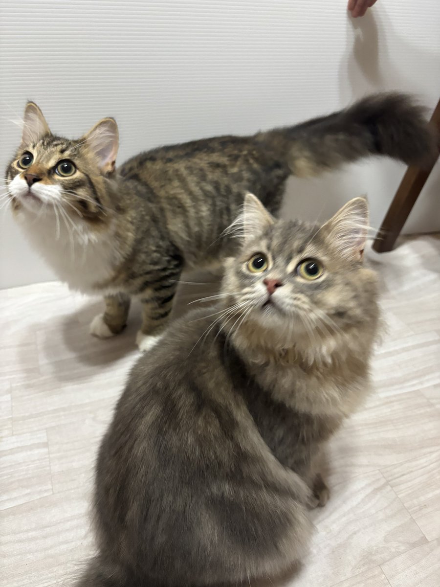 aims2koz's tweet photo. 【お願い】
毎日保護依頼、相談があり現在は地震の被害が大きい被災地からの依頼を中心に受け入れています。飼い主が施設に預けてお迎えにこなかった子もいます。この子たちの命を繋ぐために医療費、フード、消耗品が必要です。ご無理ない範囲でご支援よろしくお願いします🙇‍♀️
https://t.co/FCNIn0f6EJ https://t.co/hPgqVzPL4R