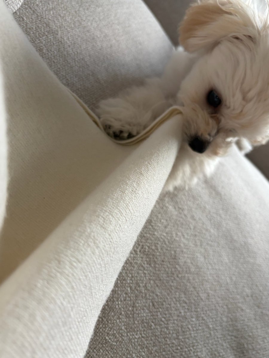 Dabeztt's tweet photo. คุณหนาวฟังเพลงตอนอยู่ข้างๆลูกสาว ที่กำลังงับเสื้อฮู้ดดี้ LOEWE ที่พี่เอริซื้อให้ 😂😂 https://t.co/jb2TTM48ct