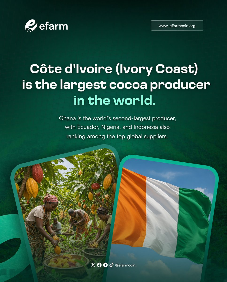 efarmcoin's tweet photo. Did you know that a large share of the world’s cocoa comes from West Africa?

🇨🇮 Côte d’Ivoire (Ivory Coast) is the world’s largest cocoa producer, while 🇬🇭 Ghana is one of the leading producers globally. 🇪🇨 Ecuador, 🇳🇬 Nigeria, and 🇮🇩 Indonesia are also important cocoa-producing countries.

Cocoa is the key raw material used to make chocolate, cocoa powder, cocoa butter, and many other food products. Millions of farmers and workers depend on the cocoa value chain for their livelihoods.

Farmers harvest ripe cocoa pods, remove the beans, and ferment and dry them before the beans are transported for processing.

Although cocoa is grown mainly in developing tropical countries, much of the processing, manufacturing, and consumption of chocolate takes place in other parts of the world. This makes the cocoa industry a truly global supply chain.

The next time you eat chocolate, remember that behind that bar is a farmer, a cocoa-growing community, and a global industry stretching from tropical farms to consumers around the world. 🌱🤝🌍🍫

#EFARM