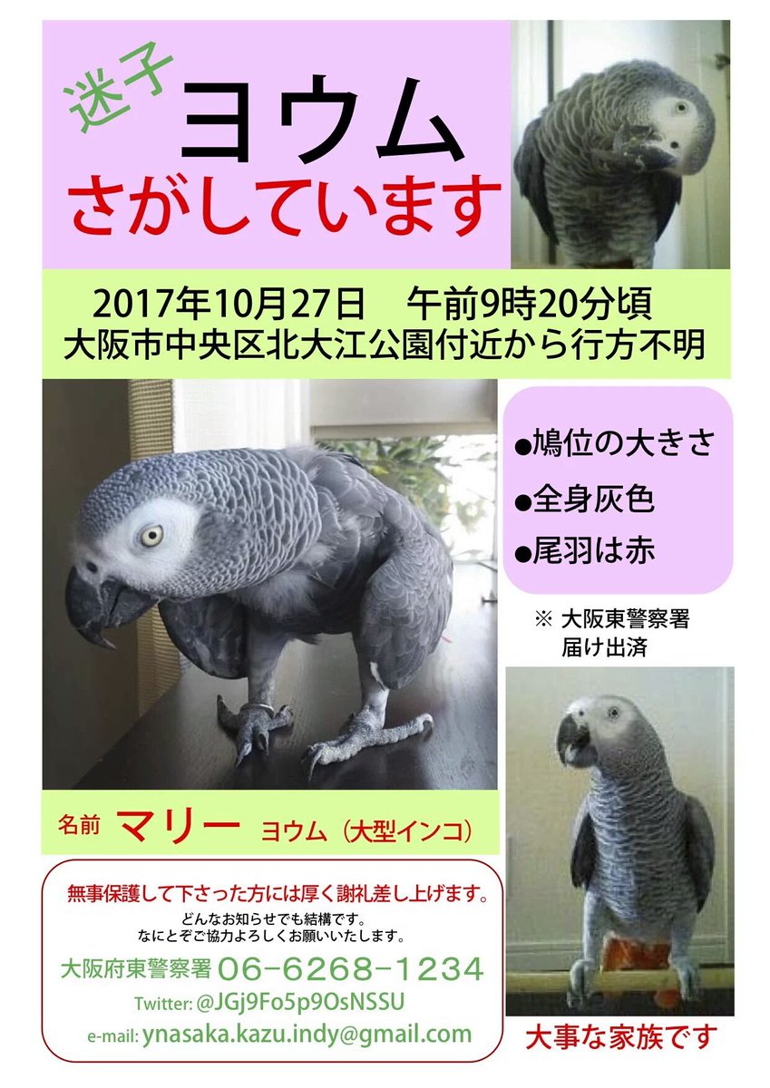 JGj9Fo5p9OsNSSU's tweet photo. マリー、ずっと暑いね。ちょっと高級なデラウェアを買ってきたの。いっしょにたべられたらいいのにね😭あなたのおうちにも入れてあるよ🍇半年ぶりにお店に行ったら迷子さんの張り紙が少し増えてた…みんな賢そうな子、どうか帰れますように。こんぱまる様掲示有難う存じます🙏 https://t.co/nrWaobs5cW