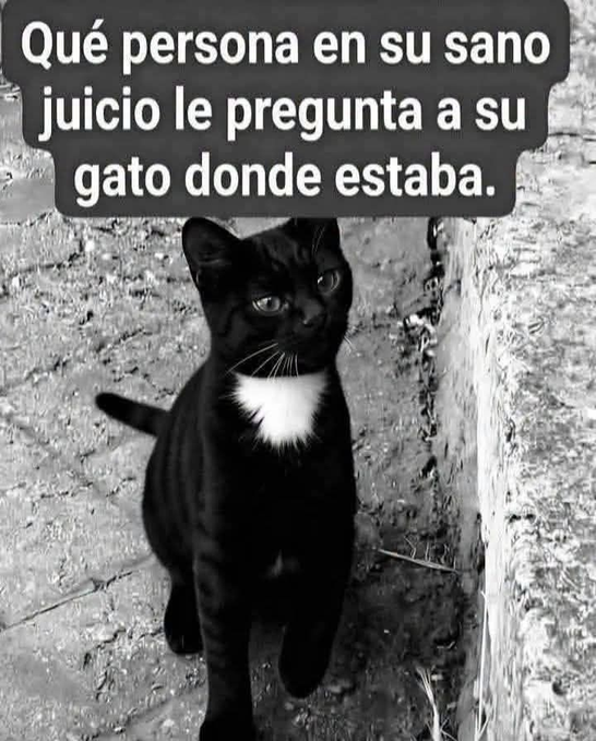 gatuna_Pilar_2's tweet photo. Pues.. pensándolo bien... 🤔 https://t.co/XVE4WfzObH
