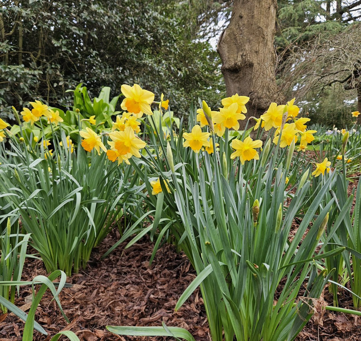TheJohnCreece's tweet photo. Went to the local botanical gardens today to see how the daffodils are doing π #SpringIsComing https://t.co/CtzsRbcZmQ