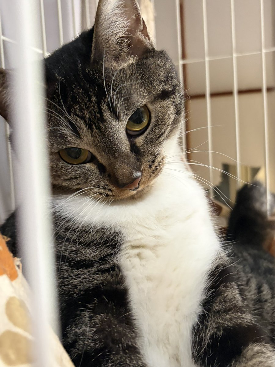 h_a_WR3025's tweet photo. こんな睨み利かせてくる猫いる？？？
小麦ってかわいい名前にしたはずなのに… https://t.co/jYJfTCUNaN
