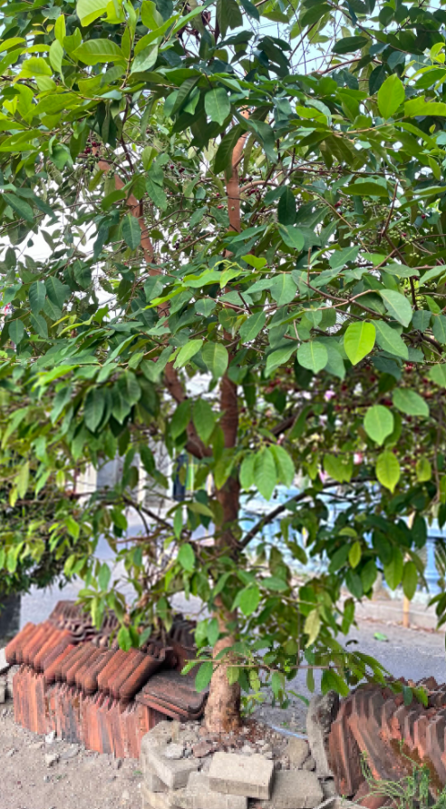 txtharihariWNI's tweet photo. Baru tau ternyata pohon daun salam bisa berbuah kayak gini?? 😭 
Kalau ada buahnya begini boleh dimakan??

Soalnya baru tau kalau bisa berbuah, kirain cuma daunnya aja ✌🏻 
Mana banyak banget buahnya 🍒 https://t.co/VZ1XbohyZ6
