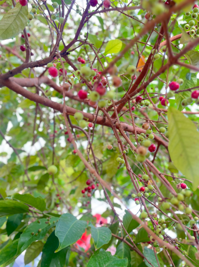 txtharihariWNI's tweet photo. Baru tau ternyata pohon daun salam bisa berbuah kayak gini?? 😭 
Kalau ada buahnya begini boleh dimakan??

Soalnya baru tau kalau bisa berbuah, kirain cuma daunnya aja ✌🏻 
Mana banyak banget buahnya 🍒 https://t.co/VZ1XbohyZ6