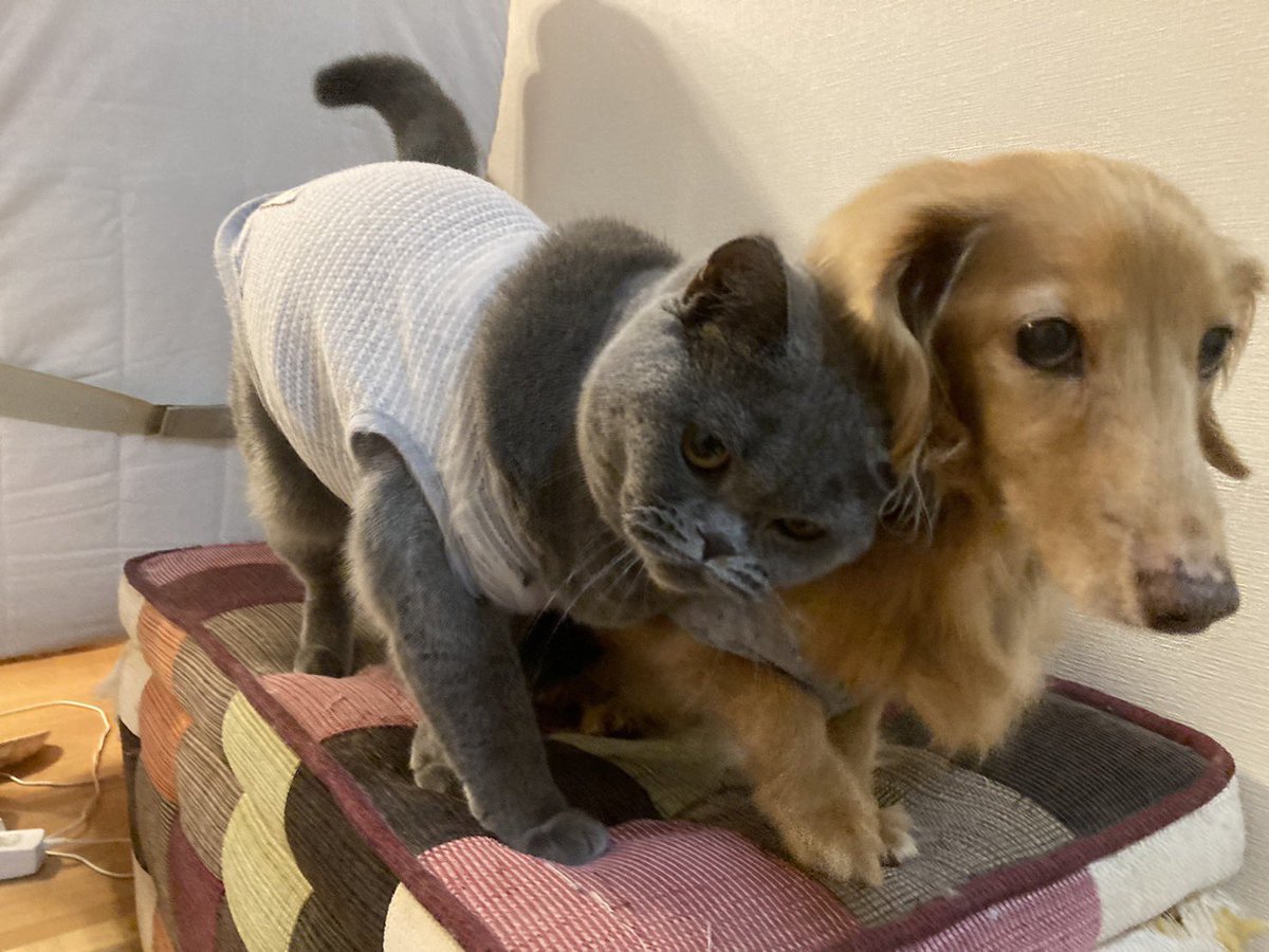 sakurapi_ko's tweet photo. ずっと仲良しでいてね🫶

#ブリティッシュショートヘア
#猫のいる暮らし
#猫好きさんと繋がりたい
#ねこのきもち

#ミニチュアダックス
#犬のいる暮らし
#犬好きさんと繋がりたい
#いぬのきもち https://t.co/1cB01KvMp5