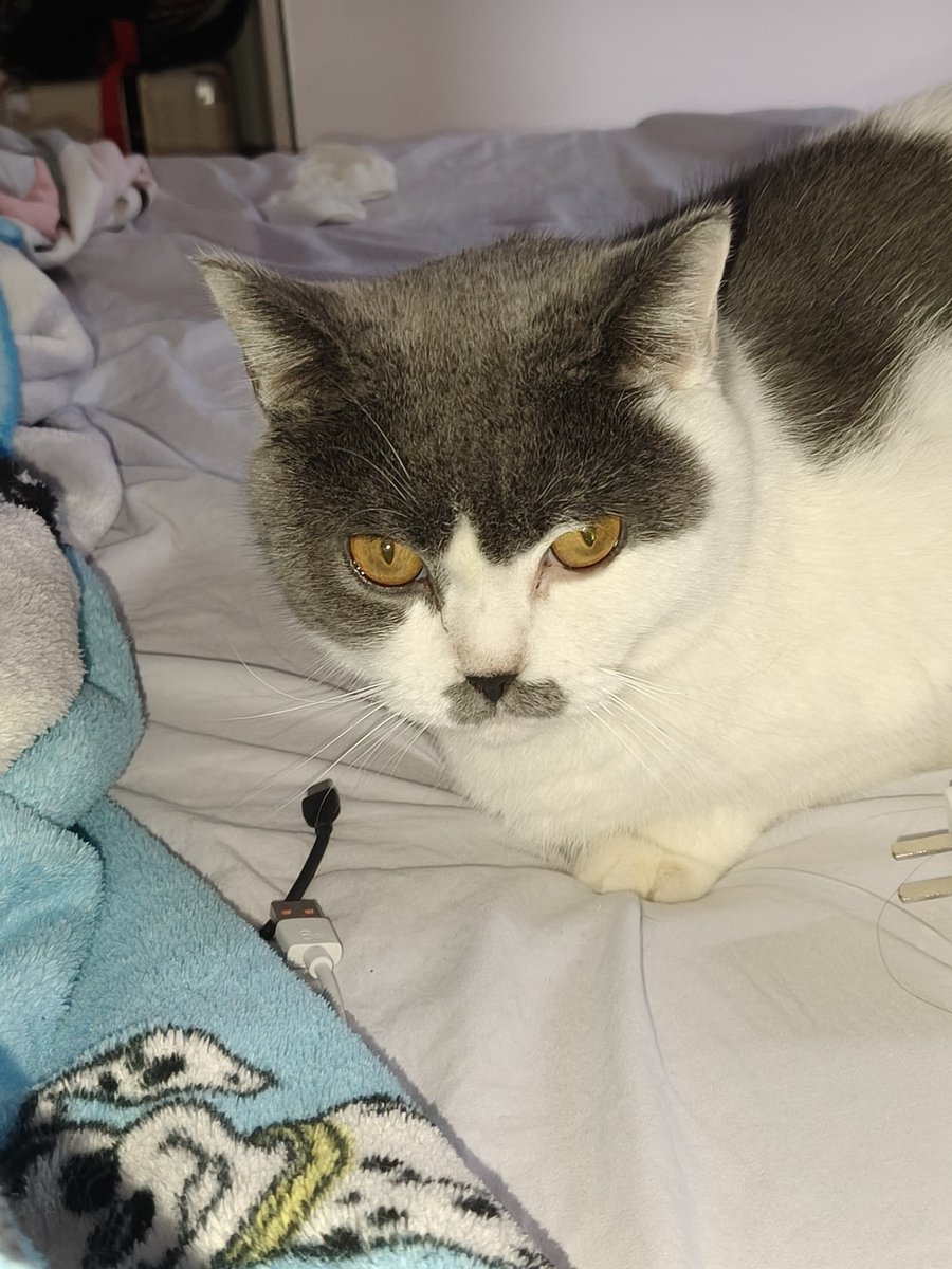 Xmroci6's tweet photo. Stupid cat https://t.co/uEx4W7g4B2
