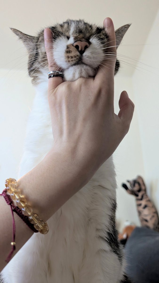 blue_noracat's tweet photo. ﾈｺﾁｬﾝは激怒した。必ずや、かの気随気儘な飼い主に思い知らせてやらねばならぬと決意した。ﾈｺﾁｬﾝには労働がわからぬ。ﾈｺﾁｬﾝは無職の猫である。曜日を問わず、妹とのびのびお昼寝をしてきた。けれども、クソデカ音で仕事用スマホをｼﾞｬｰﾝて鳴らせた飼い主に対しては、猫一倍ﾑﾆｰﾕ https://t.co/UQe2cGIwq9