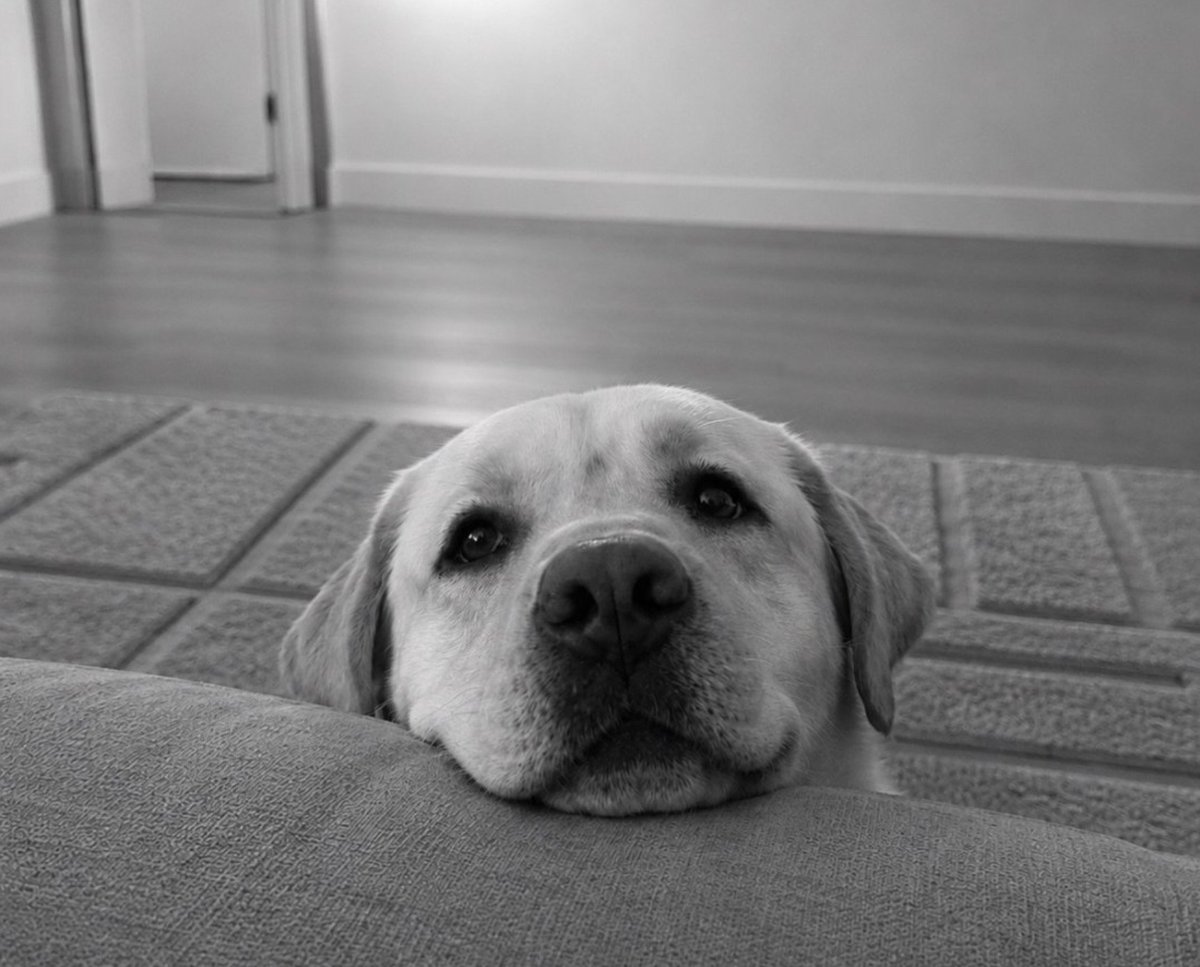 confident1st's tweet photo. @MONTEFEX He will look at me like this daily and i will travel with him on the beach and green forest , there is possibilities I will make him happy a lot , he will play in yard and i will feed him daily 

Help me to gift me a dog 

There is literally no words to explain how badly i want https://t.co/JigFwjxLvD