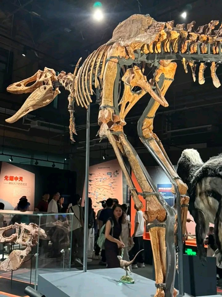 HistWhispers's tweet photo. This is the highlight of my whole China trip, the best temporary exposition shown in this country so far: the T-Rex exhibit. For the first time China has welcomed its first actual tyrannosaurus fossils from Germany ( almost complete teenager specimen Loki and adult Regina); not only that, it is also the first and the only time that all Chinese Tyrannosauroid holotypes are displayed in public, including newly discovered tarbosaurs from Xinjiang this year. Even tho Asia had no tyrannosaurus like that in North America, originated from Asia, its ancestors and relatives were thriving in east Asia..

Qianzhousaurus
Dilong
Tarbosaurus
Yutyrannosaurus
Zhuchengtyrannosaurus
Xiongguanlong
And more primitive ones like yangchuansaurus, sinosaurus etc.