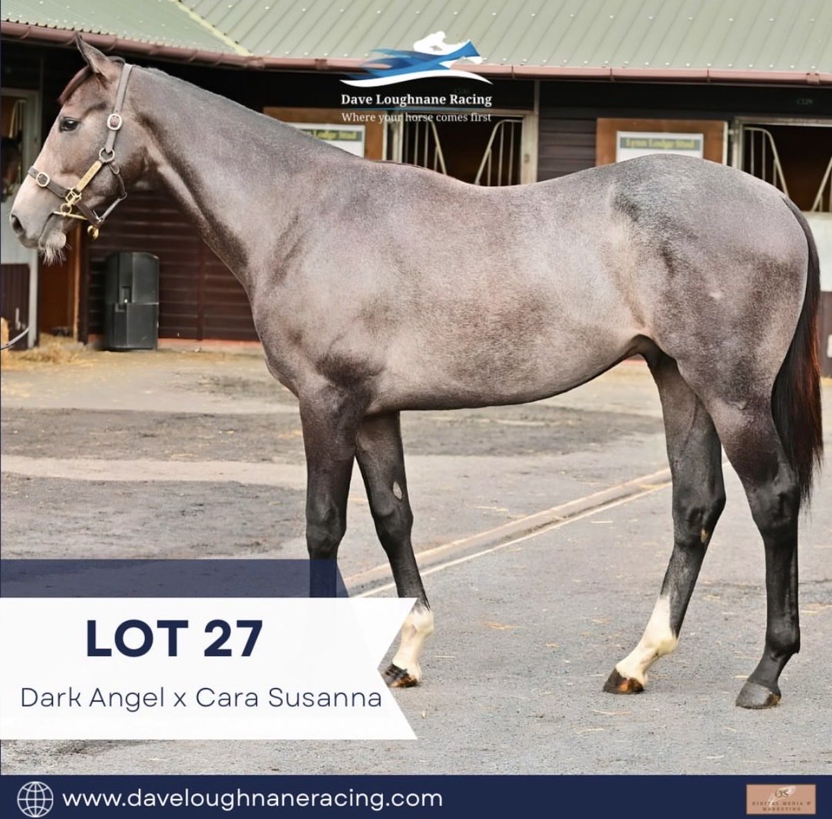 DaveLoughnane_'s tweet photo. Purchased - Grey Colt (IRE) - Dark Angel x Cara Susanna 

Get in touch for more info 
📞07527173197

@GoffsUK Premier Yearling Sale https://t.co/r43HhfsZiD