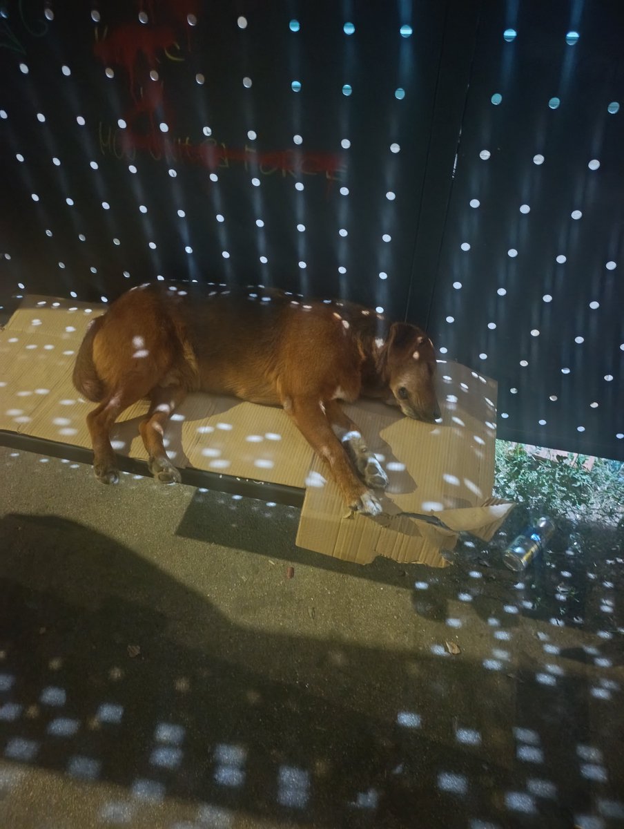 ivkica317334's tweet photo. Neuspešno udomljavam Žuću, jednog starijeg mešanca, dobričinu i jednu čistu ljubav, a sad sam saznala i za tužnu sudbinu jednog malog bigla kog su naslednici kuće (bogati) izbacili na ulicu i jadničak luta, gladan i mršav. Možda bi ga neko udomio 😥 Hajde da im nadjemo dom ❤️ https://t.co/IBH3lr1mqb