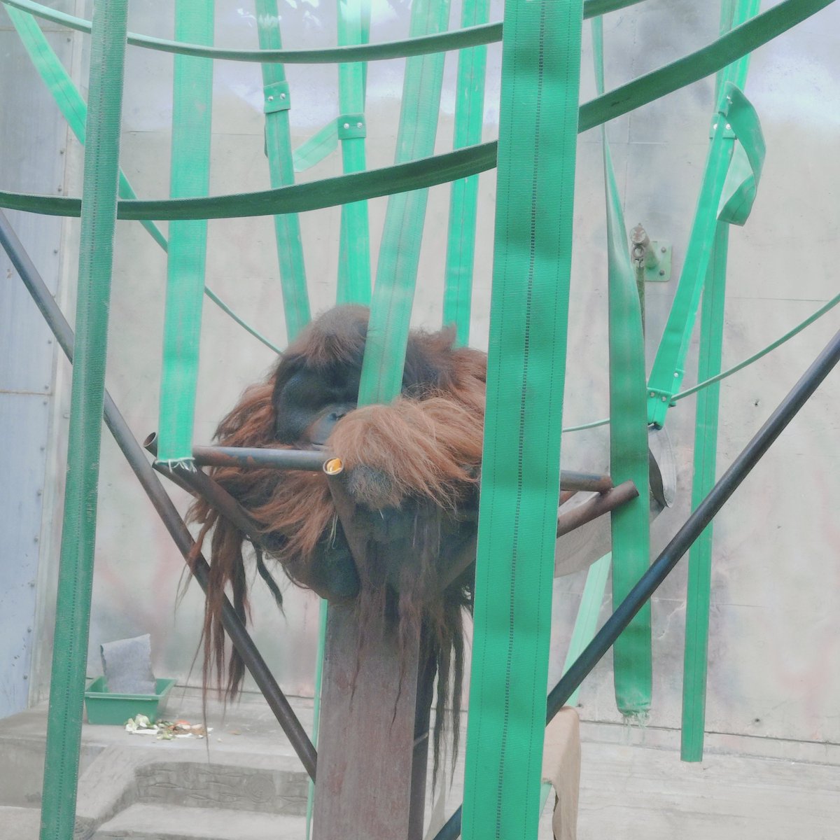 flowermakotibi's tweet photo. 今日は曇り空ですね。暑さマシになり散歩コースで動物園によりました。#王子動物園　#ゆめちゃん　#むーむーちゃん　#シロテナガザルちゃん https://t.co/caR4R6yA7H