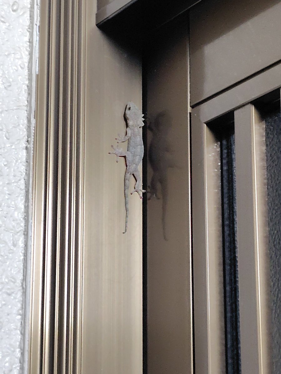 atos1107's tweet photo. お疲れさまです😌

帰宅すると玄関にヤモリさんが
いました🦎

昔から縁起がいいと言われていますよね( *´꒳`*)
よく見ると可愛いです♡

思わずパシャリ📷✨

#介護 #訪問介護 #移動支援 #障害福祉 
#武蔵野市  #三鷹市 #吉祥寺
#武蔵境 #介護福祉士 #初任者研修 
#え〜とす #西久保 #スタッフ募集 #インターン募集 #新卒 #就活 #介護職募集 #若手歓迎