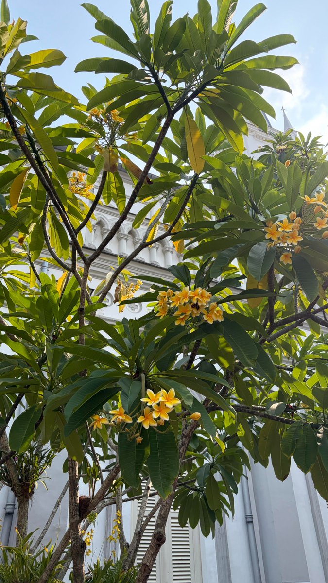 Oliveolivem's tweet photo. The flowers are blooming beautifully. https://t.co/kDKcCx4EUQ