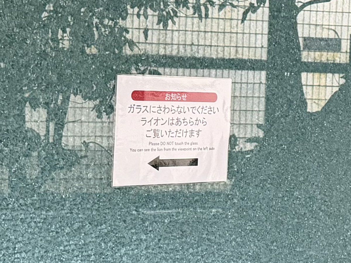 ito_yuta's tweet photo. 八木山動物公園のライオン展示が、本日より再開しました。
ライオン放飼場のガラス破損に伴い展示を休止していましたが、金属板による応急処置が完了したため、展示が再開されました。金属板の設置による環境の変化についても、ライオンの様子に特に変わりないとのことです。 https://t.co/Va49T8MrpT