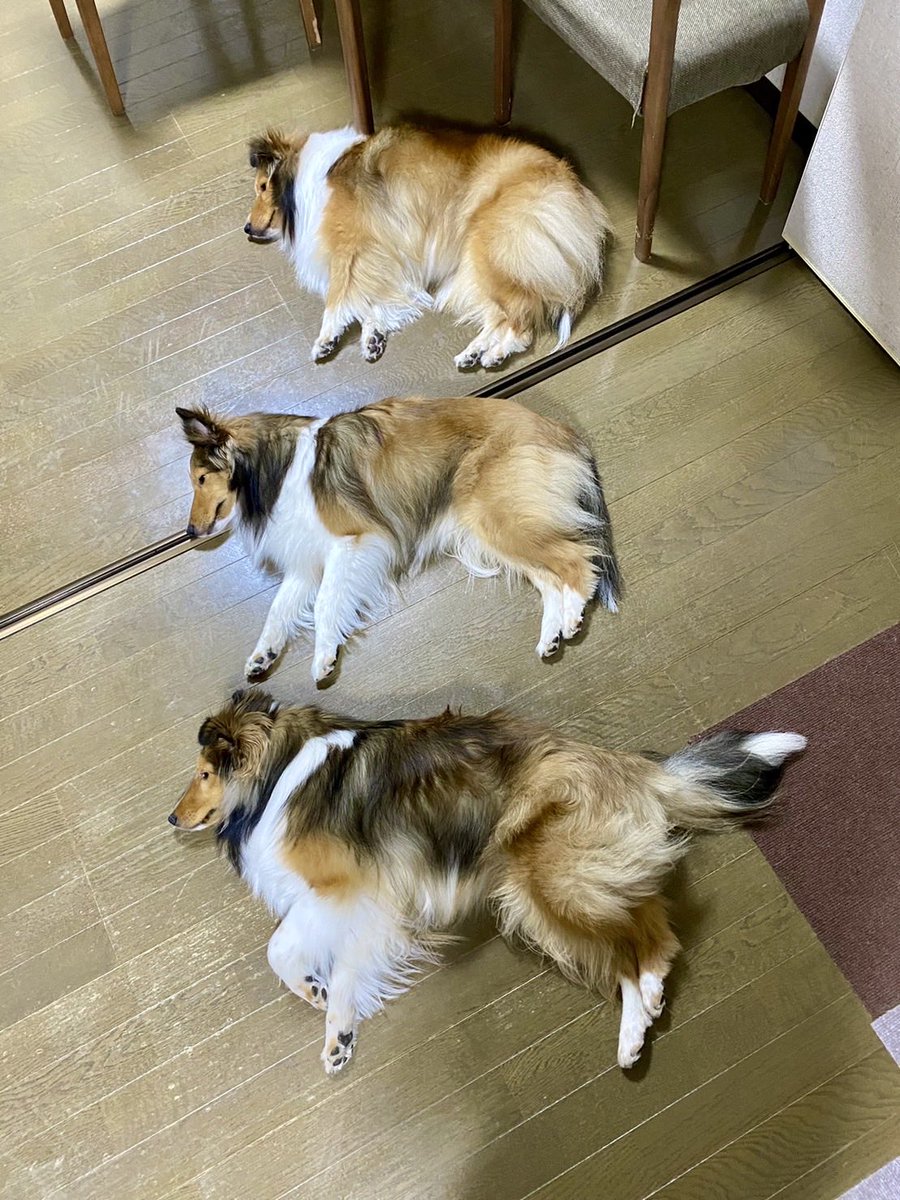 sheltie_kohaku's tweet photo. 見事な整列 https://t.co/U1Os0N9gjc