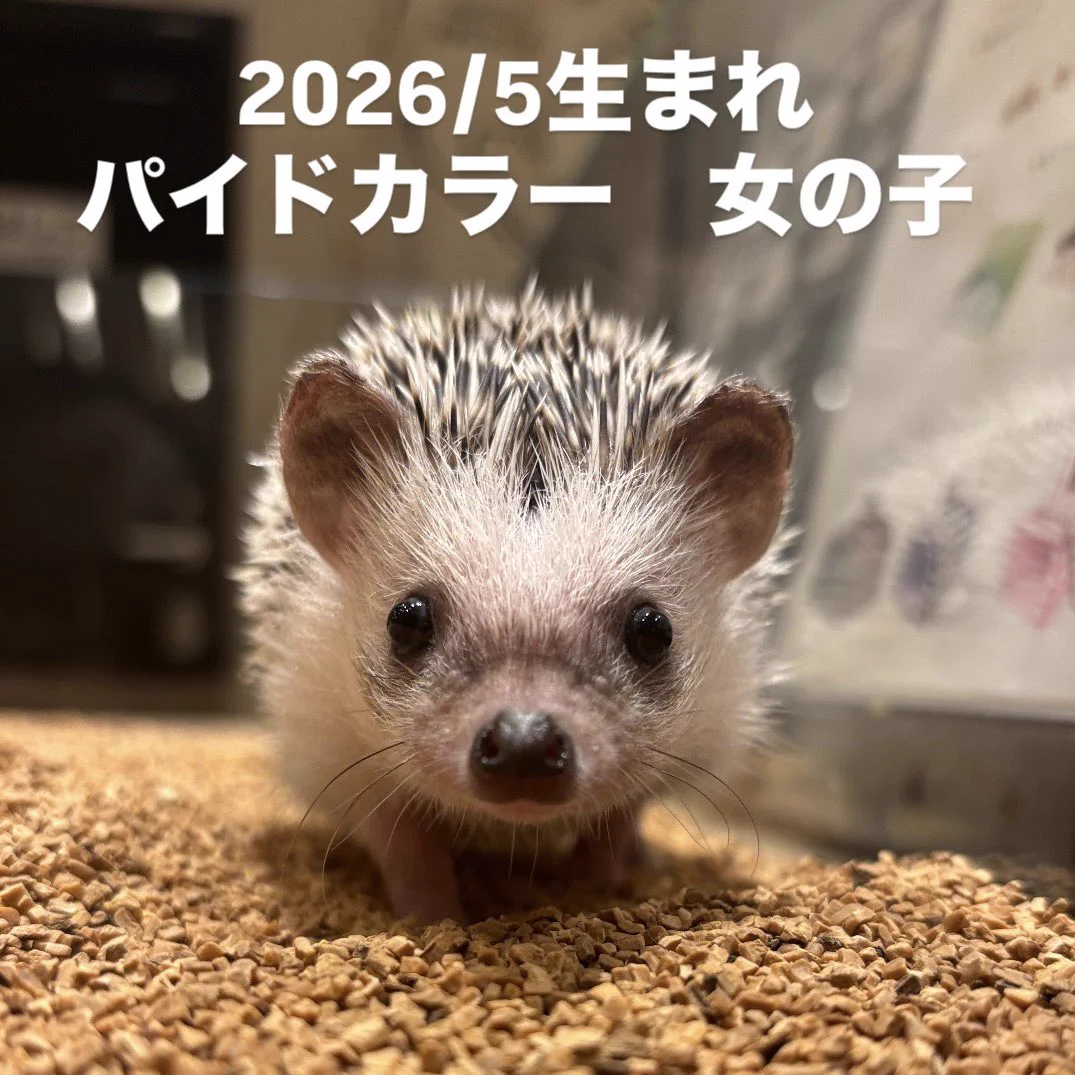 HARRY 横浜中華街店 på X: 