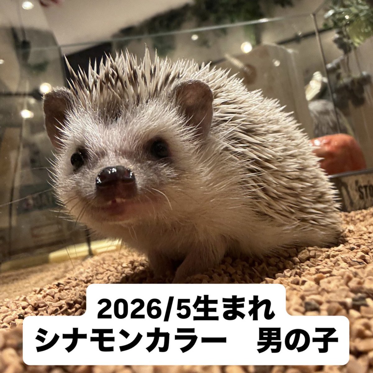 ハリネズミさん HARRY 横浜中華街店 on X: 