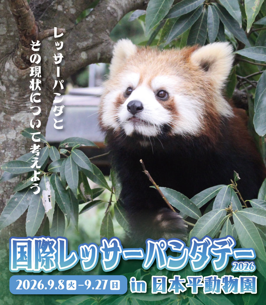 nhdzoo's tweet photo. 【イベント】国際レッサーパンダデー2026(令和8年9月8日～9月27日)

毎年9月の第3土曜日は #国際レッサーパンダデー 🍎
2026年も日本平動物園では国際レッサーパンダデーに合わせてイベントを開催します！

詳しくはコチラ✅
https://t.co/ohlqRa8z85

#日本平動物園 #nihondairazoo https://t.co/HmTkTBtdwh