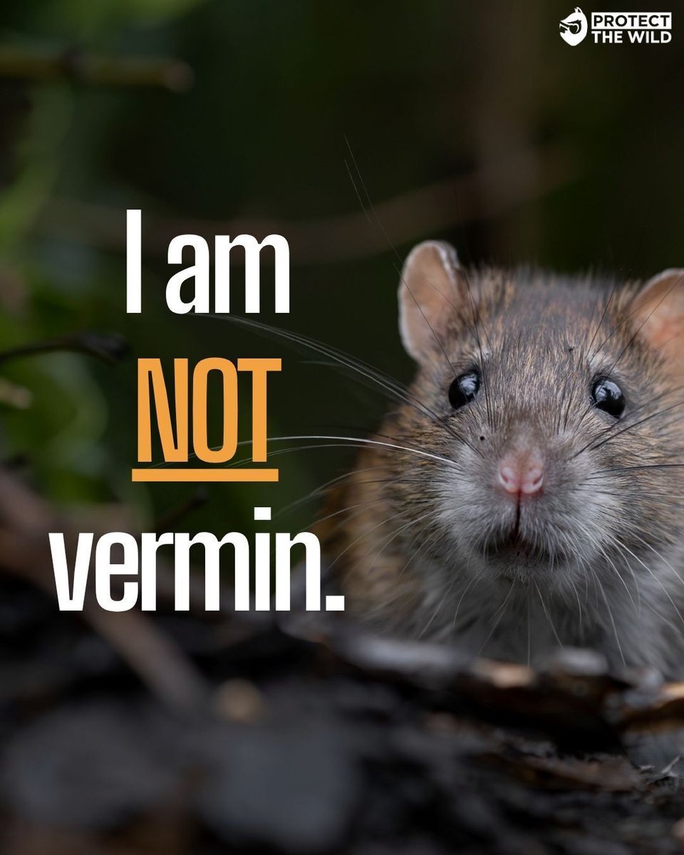ProtectTheWild_'s tweet photo. Called 'vermin' to make humans feel better about killing them, but they aren't. What do you think? https://t.co/NHJnfI5tUZ