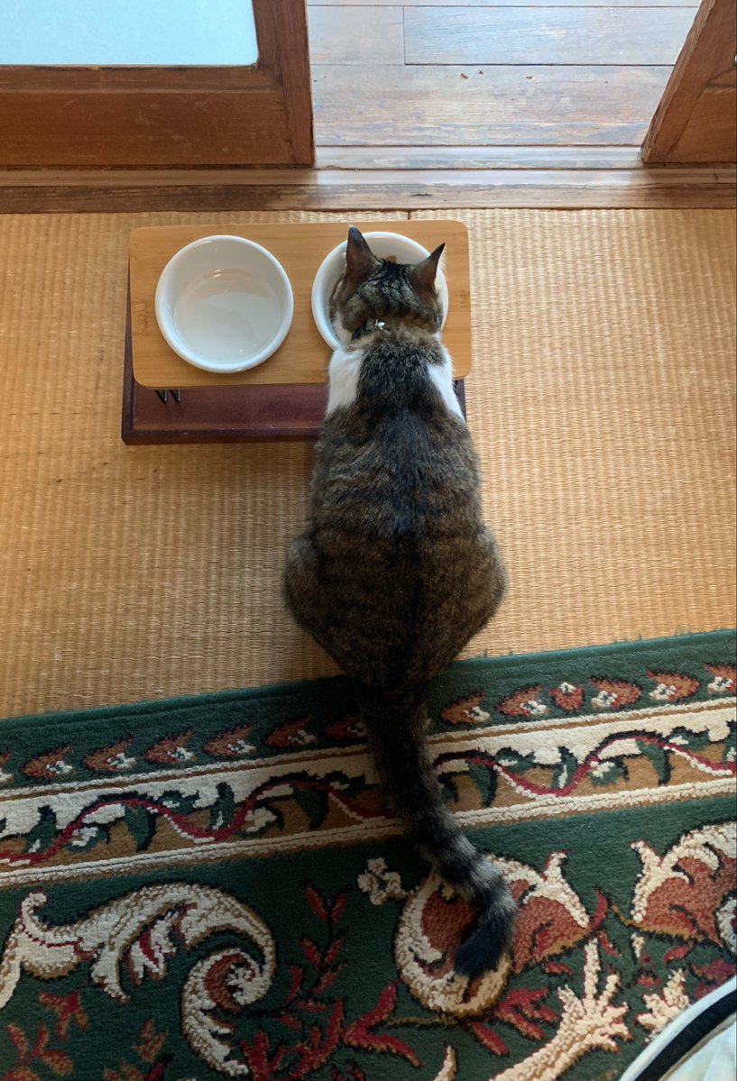 920_kunimaru's tweet photo. 8/27のおはよ🌧️九二丸

#木曜日のねこ
#打って変わって今日は涼しいｶﾘｶﾘ
#飴と鞭が上手な夏ﾆ https://t.co/bI1bHEnhNI