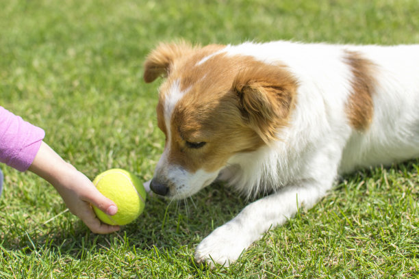 alorm155111's tweet photo. My little pup just learned to fetch his first tennis ball today  Watching him grow from a wobbly newborn to a eager ball chaser is the sweetest joy ever! https://t.co/Z7V9W2WvfX