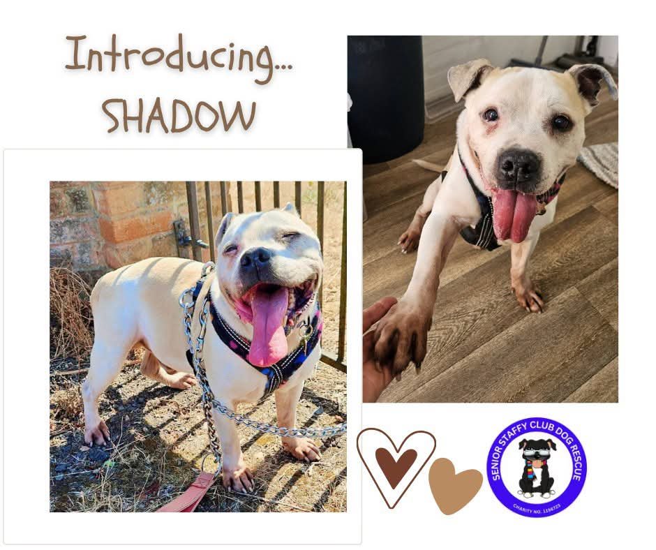 SeniorStaffy's tweet photo. Please welcome our newest SSC senior, the beautiful Shadow💙🐾

At 12 years young, this friendly boy came to us after his mum's family commitments grew, leaving him home alone far too often. 😞

He's already settling into SSC life like a natural ❤️

https://t.co/qYmQ0zmM63 https://t.co/PGU0SeewB7