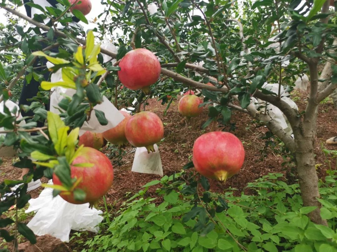 fresi824527's tweet photo. Just tried the new organic cherry tomatoes from the local farm! Super juicy, sweet with zero sourness, and packed with flavor—perfect for salads or snacking.  #FreshProduce #FoodFind， https://t.co/3LH0uny9OJ