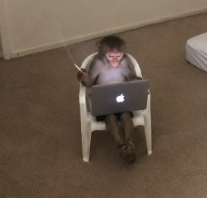 deviussol's tweet photo. Ape on fone ripped to over 10 mill earlier today 

I just found the best narrative for us 

There is a monkey sitting on a computer going super viral on instagram rn 

login

instead of lock in like we ran last cycle, we are now logging in 

https://t.co/MtCPVx6v3R https://t.co/NFCVES9lgg