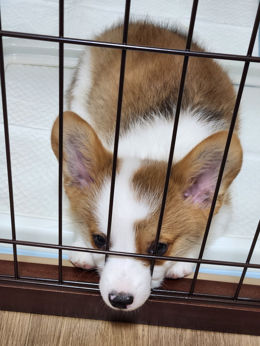 Corgi_Uni_'s tweet photo. あんしん https://t.co/x1xPNIawtE