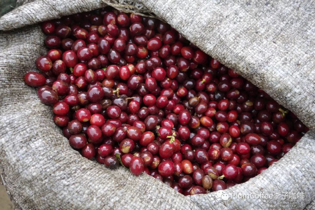 mda4ls's tweet photo. Primera vez probando el café de especialidad con toque de frutos rojos! Cada sorbo es una explosión de sabor, una nueva experiencia que vale la pena probar. https://t.co/FW5tYsSbuV