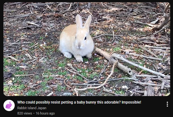 AngelBnuy_'s tweet photo. its true !!!! no one can resist bunnies !!! https://t.co/lad3UJilj2