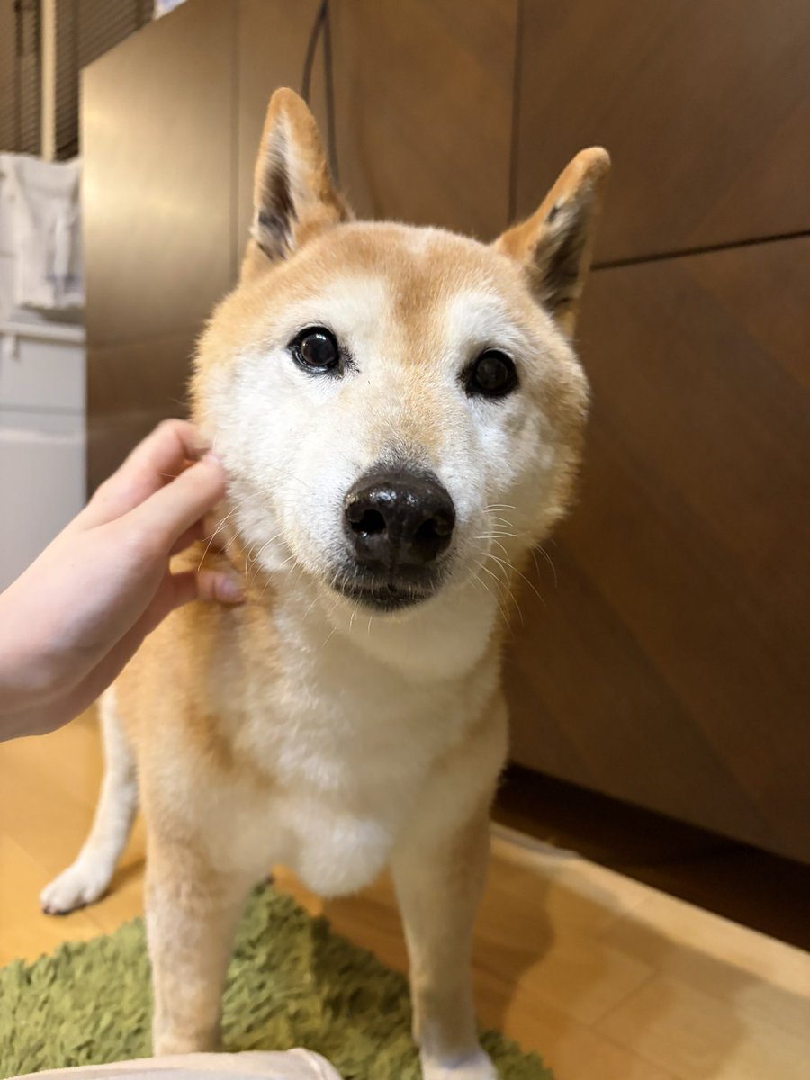 mugimugikome_y's tweet photo. 【迷い犬を探しています。情報提供・拡散をお願いします】

2026年8月15日に岐阜県郡上市の「ニューパークひるがの」内の自宅ベランダから、愛犬がいなくなってしまいました。

🐕 柴犬 ・女の子
・15歳 ・認知症の症状があります ・耳が遠くなっています ・穏やかで人懐こい性格です https://t.co/maoeoQ32QO