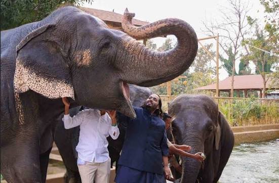Pushpendra34355's tweet photo. #AnantWildlifeMission Anant Ambani's focus on habitat-first conservation highlights a serious and practical vision for global wildlife, prioritizing animals' well-being in their natural environments for sustainable futures. https://t.co/kUMO1t0y4I