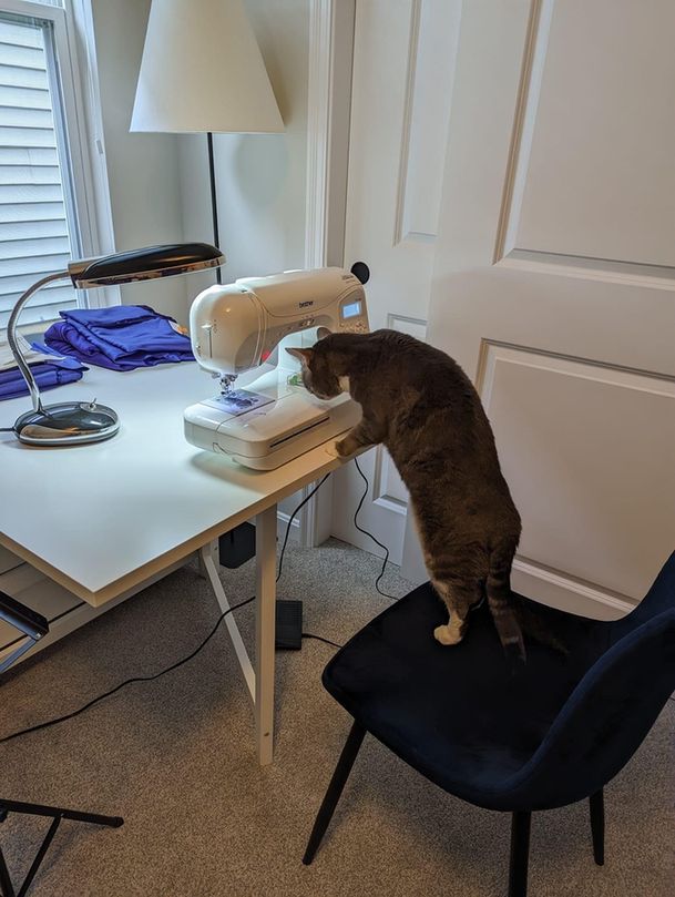 CatWorkers's tweet photo. She's still altering your dress. Please come back later. https://t.co/XUjUNFrWzH