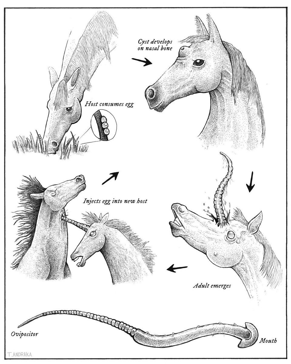 pmamtraveller's tweet photo. Unicorn Life Cycle by artist Tim
Andraka https://t.co/e3NKRJALp3