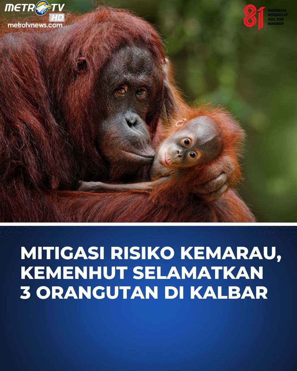 Metro_TV's tweet photo. Kementerian Kehutanan melalui Balai Konservasi Sumber Daya Alam (BKSDA) Kalimantan Barat (Kalbar) menyelamatkan tiga orangutan di Kabupaten Ketapang, Kalbar. Kepala BKSDA Kalimantan Barat Murlan Dameria Pane menyampaikan dalam keterangan tertulis pada kamis (27/8/26) bahwa langkah evakuasi ini merupakan bentuk komitmen penanganan cepat di lapangan untuk memastikan satwa mendapatkan perlindungan optimal di habitat alam yang luas, aman, dan memiliki ketersediaan pakan melimpah.

#kementeriankehutanan #bksdakalbar #murlandameriapane #penyelamatanorangutan