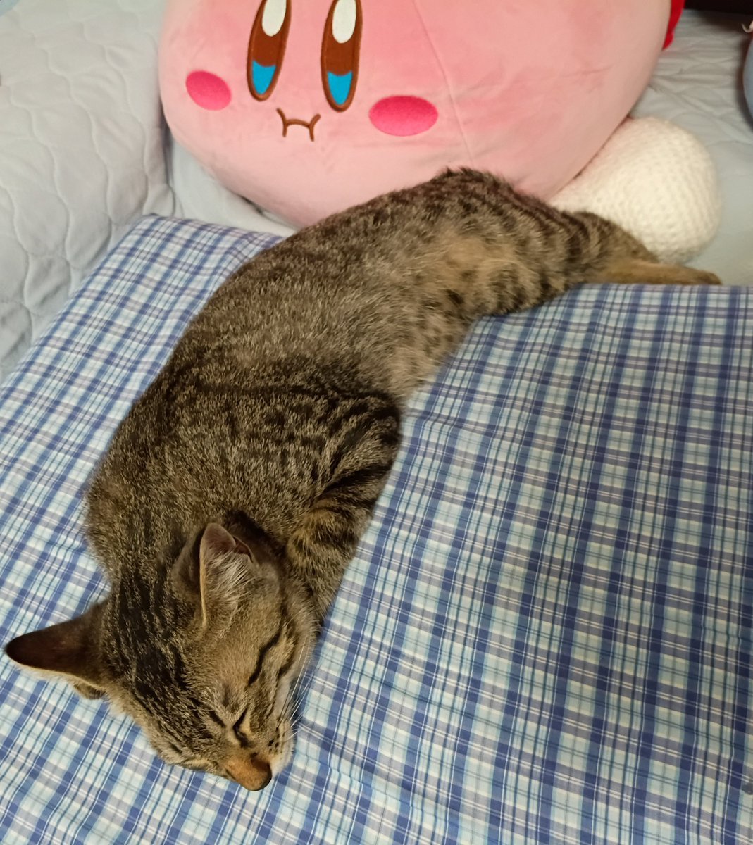konekonomu's tweet photo. 今まで寝る時はソファー下とかに隠れてたけど、今はじめて、目の前に起きている人間がいる場所で寝てる～😽💤
手をつないで寝たよ～😽💤
夜は一緒に寝てるけど、自分が先に寝てるから、ムーくんの寝てる姿はあんまり見られなかった😴 https://t.co/2HnniARdlM