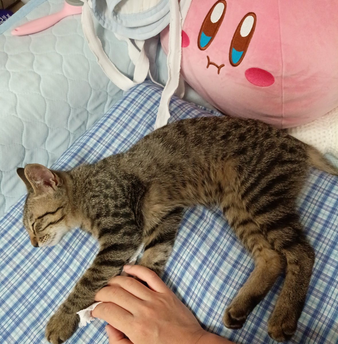 konekonomu's tweet photo. 今まで寝る時はソファー下とかに隠れてたけど、今はじめて、目の前に起きている人間がいる場所で寝てる～😽💤
手をつないで寝たよ～😽💤
夜は一緒に寝てるけど、自分が先に寝てるから、ムーくんの寝てる姿はあんまり見られなかった😴 https://t.co/2HnniARdlM