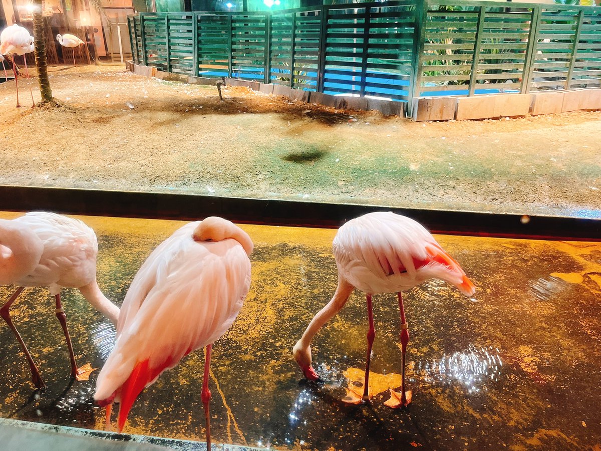 Bivara73's tweet photo. フラミンゴがガラスを挟んで毛繕いしてました。相当な綺麗好きみたいです♪ https://t.co/2FBkvzsVYz