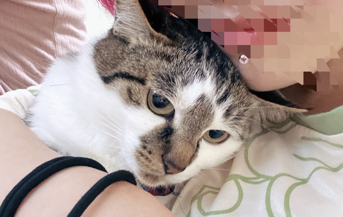 Noramoni555's tweet photo. 妖怪猫吸いババア (    ˘ω˘ )ｽｳｳｳｳｩｯｯｯ♡ https://t.co/mSV4otx2kg