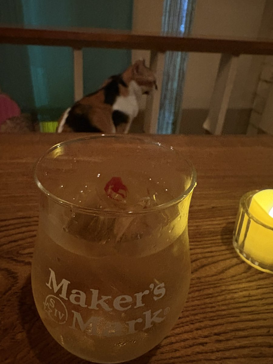 hirokitai's tweet photo. 京都の猫のいるバーです🐈🥃
ウチの子は甘えん坊すぎて全然ヤキモチとか妬いてくれません https://t.co/fdZTjN8W5U