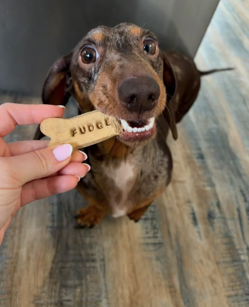 H2RScotland's tweet photo. Hi  I'm Fudge, I am 5 years old, Miniature Dachshund - Smooth haired mid size.
I am looking for a new loving home. Would you like me as part of your family.
Due to the families current circumstances they have had to make a very difficult decision to rehome this little man.
Fudge is good with children, Fudge has been around owners child since 2-7. He is fine with other dogs, however not as tolerant of cats.
Fudge is registered with the vet, his last visit was in March for Seasonal Allergies. He was prescribed medication for this, as and when needed (flare up of itchy skin) other wise fit and healthy with no other medical conditions.
Fudge is house trained, can be left alone for up to 5 hours, sleeps in crate at night, which he has done since a puppy.
Fudge is good on the lead, may become a little anxious near busy traffic, then he can pull on the lead. Recall not great, which could be worked on. Owner tends to lead walk Fudge, he is okay in the car, can be sick if fed just before a journey.
Fudge is a loving little boy, he is great with new people, he loves attention and being spoiled.
He eats kibble 3 x a day, he enjoys dental sticks and any other treats offered to him, his treats are limited.
He loves playing with a ball and chasing it.
If this handsome little boy has melted your heart, and you can offer him what he is looking for please email info@help2rehome.com for more information.