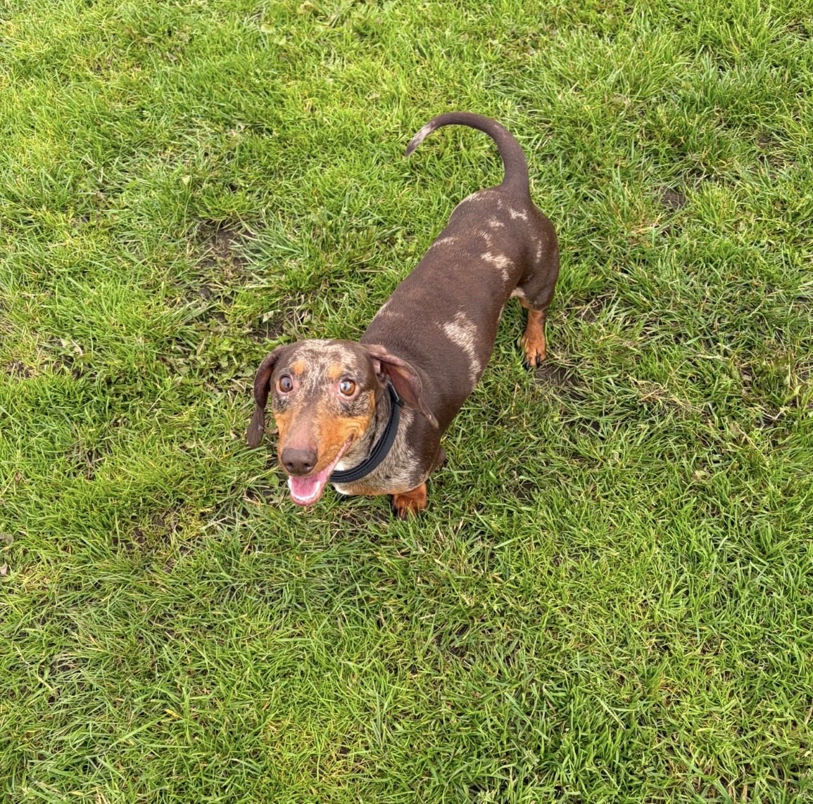 H2RScotland's tweet photo. Hi  I'm Fudge, I am 5 years old, Miniature Dachshund - Smooth haired mid size.
I am looking for a new loving home. Would you like me as part of your family.
Due to the families current circumstances they have had to make a very difficult decision to rehome this little man.
Fudge is good with children, Fudge has been around owners child since 2-7. He is fine with other dogs, however not as tolerant of cats.
Fudge is registered with the vet, his last visit was in March for Seasonal Allergies. He was prescribed medication for this, as and when needed (flare up of itchy skin) other wise fit and healthy with no other medical conditions.
Fudge is house trained, can be left alone for up to 5 hours, sleeps in crate at night, which he has done since a puppy.
Fudge is good on the lead, may become a little anxious near busy traffic, then he can pull on the lead. Recall not great, which could be worked on. Owner tends to lead walk Fudge, he is okay in the car, can be sick if fed just before a journey.
Fudge is a loving little boy, he is great with new people, he loves attention and being spoiled.
He eats kibble 3 x a day, he enjoys dental sticks and any other treats offered to him, his treats are limited.
He loves playing with a ball and chasing it.
If this handsome little boy has melted your heart, and you can offer him what he is looking for please email info@help2rehome.com for more information.