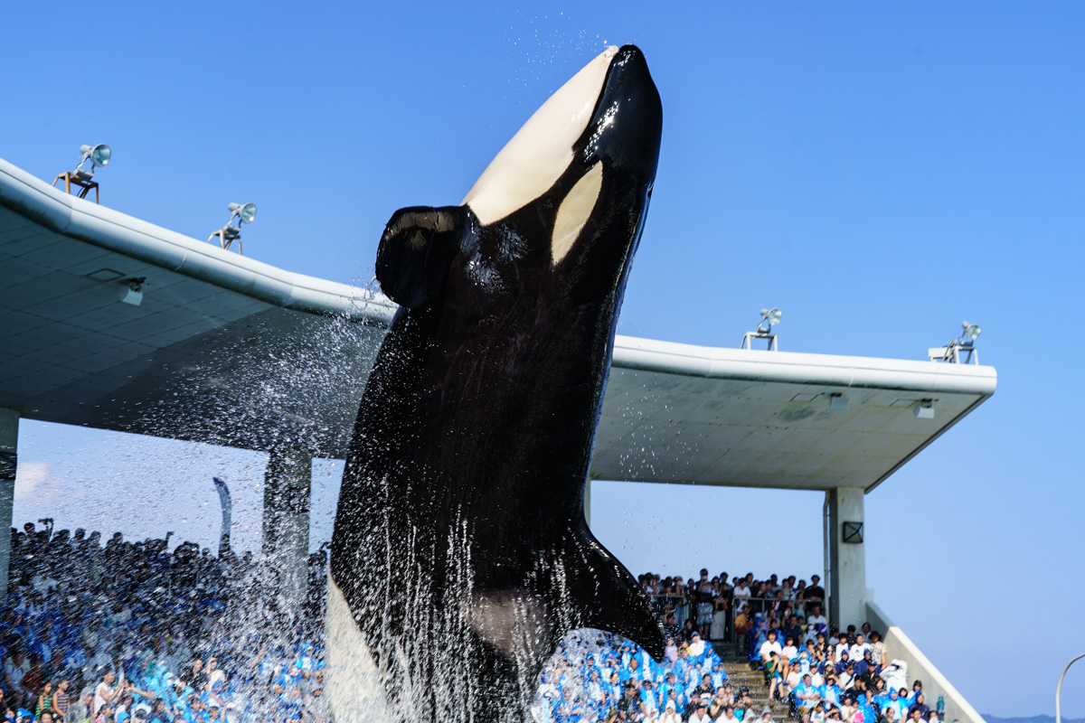 kapaguy's tweet photo. 実は今週、半年も経たずに再び鴨川シーワールド。こないだ自分でアカンって言うてたのに、そのアカン場所で思いっきり海水被りました～。でもまあ迫力あるの撮れたし良しとしとこ。シャチで全身ずぶ濡れは夏休みの絵日記に書ける思い出やしね
#中村元の全国水族館ガイド #鴨川シーワールド https://t.co/QiB0h0GgJT